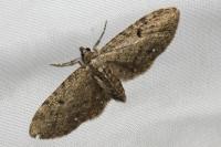 Eupithecia virgaureata