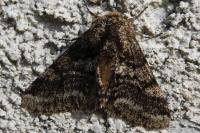 Lycia hirtaria