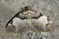 Anticlea derivata