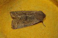 Orthosia cerasi