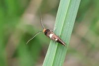 Incurvaria masculella