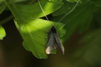 Adela reaumurella