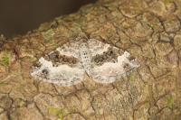 Epirrhoe alternata