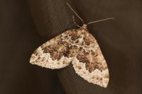 Lampropteryx suffumata