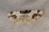 Ligdia adustata