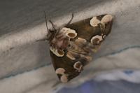 Thyatira batis