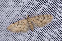 Eupithecia dodoneata