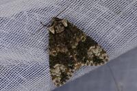 Craniophora ligustri