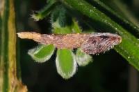 Coleophora calycotomella