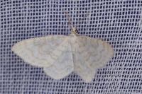 Asthena albulata