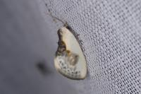 Cilix glaucata