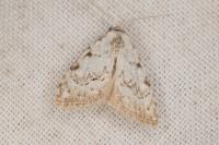 Nola confusalis