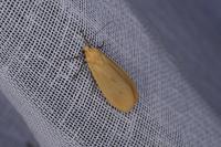 Wittia sororcula