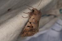Orthosia gothica