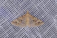 Alucita hexadactyla