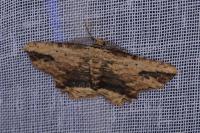 Menophra abruptaria