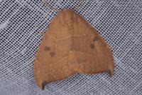 Watsonalla uncinula