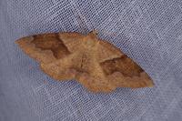 Plagodis pulveraria
