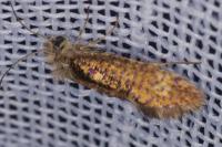 Dyseriocrania subpurpurella