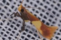 Caloptilia alchimiella