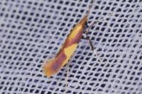 Caloptilia alchimiella