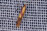 Caloptilia alchimiella