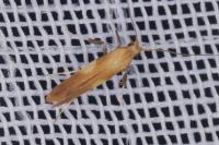 Caloptilia robustella