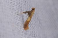 Caloptilia robustella