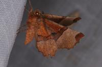 Selenia lunularia