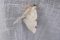 Lomographa bimaculata