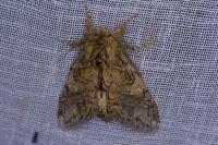 Peridea anceps