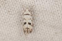 Stenolechiodes pseudogemmellus