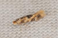 Bucculatrix ulmella