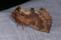 Ptilodon capucina