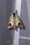 Clostera curtula