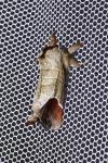 Clostera curtula