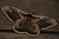 Saturnia pyri