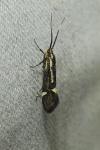 Esperia sulphurella