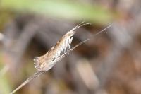 Plutella xylostella