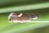 Grapholita lunulana/orobana