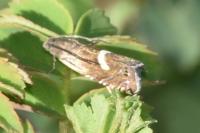Grapholita lunulana/orobana