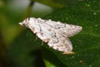 Nola confusalis