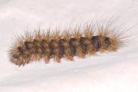 Arctia villica
