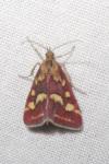 Pyrausta purpuralis