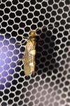 Incurvaria masculella
