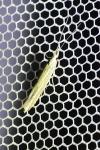 Coleophora