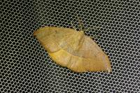Watsonalla binaria/uncinula