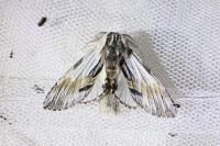Harpyia milhauseri