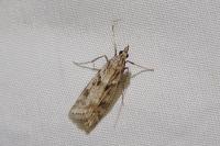 Eudonia angustea