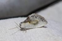 Cilix glaucata